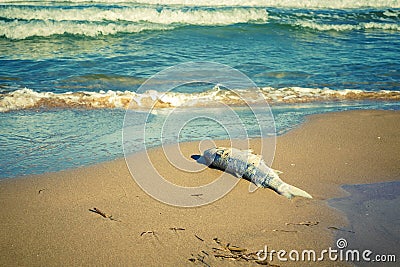 Dead fish in the seaside by contaminated water. climate change Stock Photo