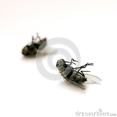 Dead flies Stock Photo