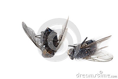 Dead flies Stock Photo