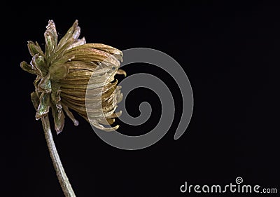 Dead Flower Stock Photo