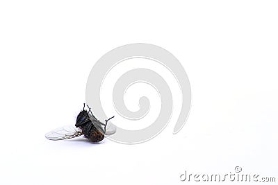 Dead fly Stock Photo