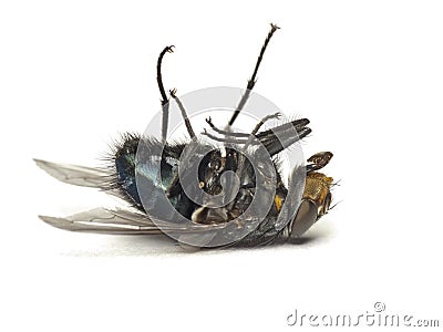 Dead fly isolated on white Stock Photo