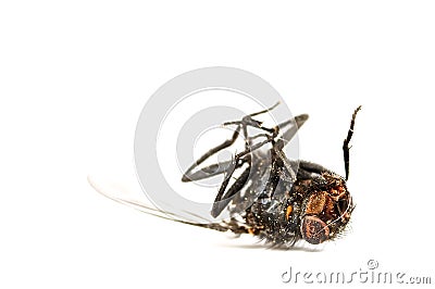 Dead fly isolated in white Stock Photo