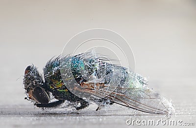 Dead fly lying wrapped in dust closeip Stock Photo