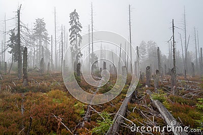 Dead Forest Stock Photo