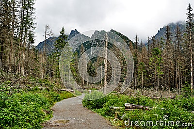 Dead forest Stock Photo