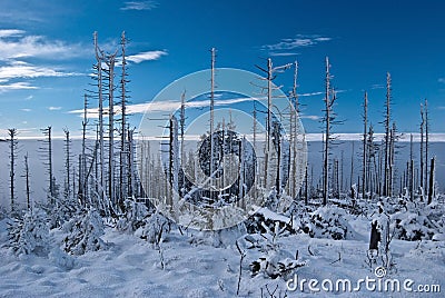 Dead forest in winter Beskid Slaski mountains in Poland Stock Photo
