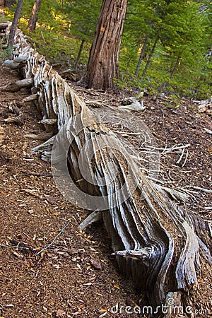 Dead Gigantic pine trees in Sequoia National Park. Stock Photo