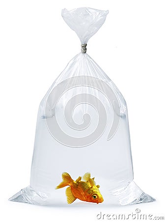 Dead Goldfish Plastic bag Stock Photo