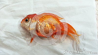 Dead goldfish Stock Photo
