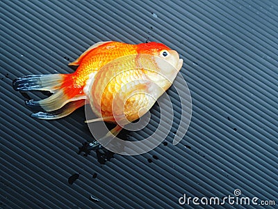 Dead goldfish on black background Stock Photo