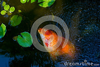 Dead goldfish Stock Photo