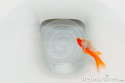 A dead goldfish floating in a toilet. Closeup view Stock Photo
