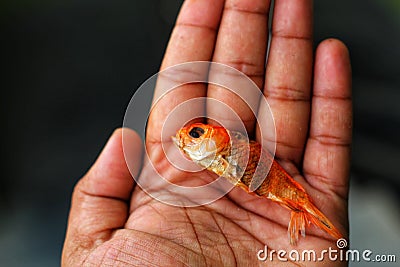 Dead goldfish in hand in nice blurred background HD Stock Photo