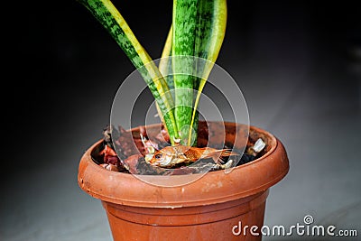 Dead goldfish laying off on mud pot hd Stock Photo