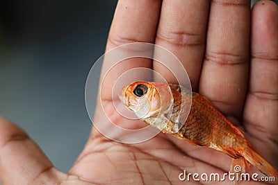 Dead goldfish laying on palm hd Stock Photo