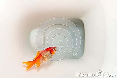 A dead goldfish in a toilet Stock Photo