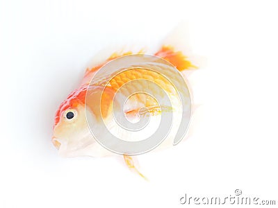 Dead goldfish on white background, Top view Stock Photo