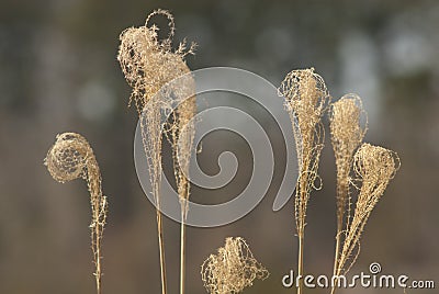 Dead Grass Fronds Stock Photo