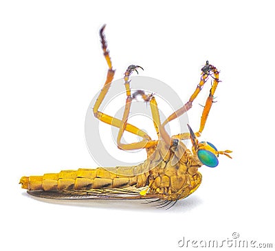 Dead hanging thief robber fly or robberfly - Diogmites esuriens - on back isolated on white background yellow tan beige body with Stock Photo