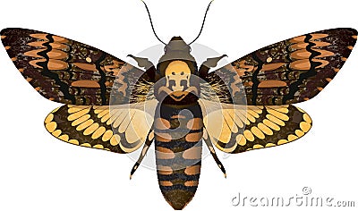 Dead head moth isolated on white Vector Illustration