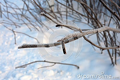 Winter in Finland: Branch with some Hoarfrost on It Stock Photo
