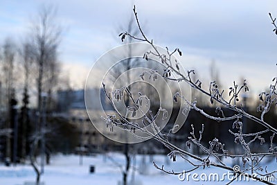 Winter in Finland: Branch with some Hoarfrost on It Stock Photo