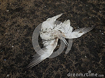 Dead Heron on Black Beach Stock Photo
