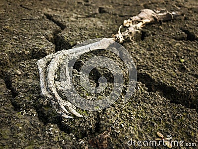 Dead heron in dried out Lake Stock Photo