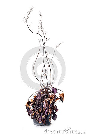 dead Heuchera in studio Stock Photo