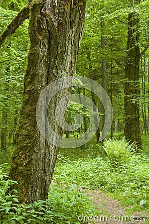 Dead hornbeam stump and path Stock Photo