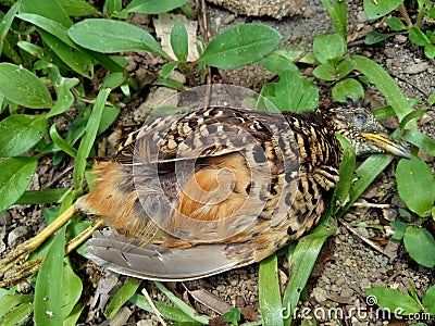 Dead indonesian quail Coturnix ypsilophora, also known as the brown quail, is a small ground-dwelling bird in the New World quai Stock Photo