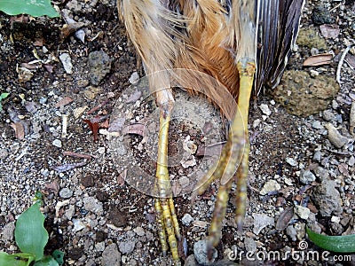 Dead indonesian quail Coturnix ypsilophora, also known as the brown quail, is a small ground-dwelling bird in the New World quai Stock Photo