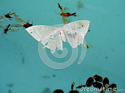 Dead Insects Stock Photo