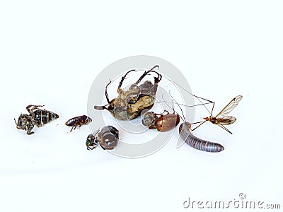 Dead insects Stock Photo