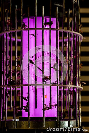 Dead insects captured on mosquito fly trap, silhouetted by the traps UV ultraviolet light, extinction of insects by human action Stock Photo