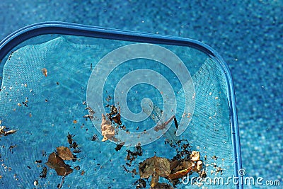 Dead insects in mesh Stock Photo