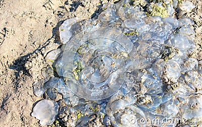 Dead jellyfish lie on the seashore Stock Photo