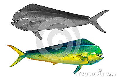 Fish Mahi mahi or dolphin green set blank illustration realism isolate. Cartoon Illustration