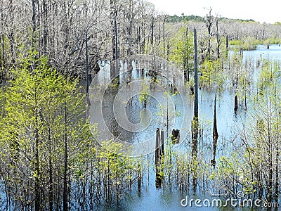 Dead Lakes in Wewahitchka, Florida Stock Photo