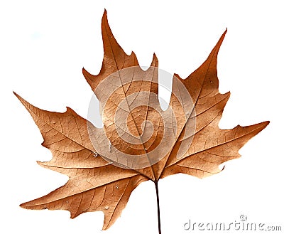 Dead leaf Stock Photo