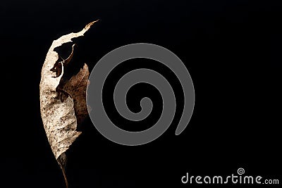 Dead leaf Stock Photo