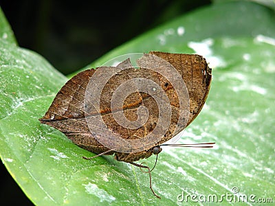 Dead Leaf Butterfly Stock Photo