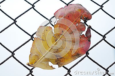 Dead leaf Stock Photo