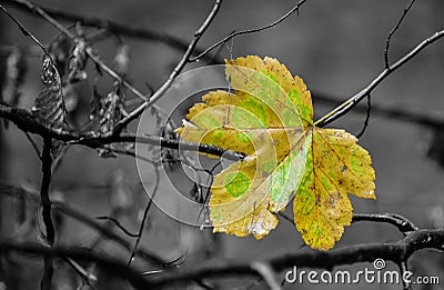 Dead leaf hanging on a bough Stock Photo