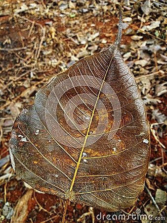 A dead leaf with its nerves Stock Photo