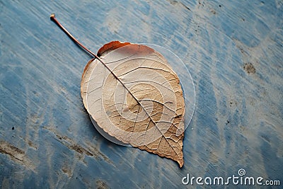 a dead leaf laying on a blue surface Stock Photo