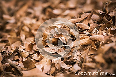 Dead Leaves Stock Photo
