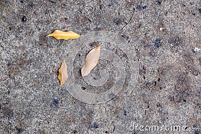 Dead leaves fallen on the floor in a cement path Stock Photo