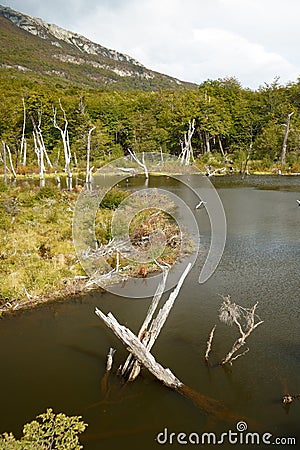 dead lenga beech trees in a beaver dam Stock Photo